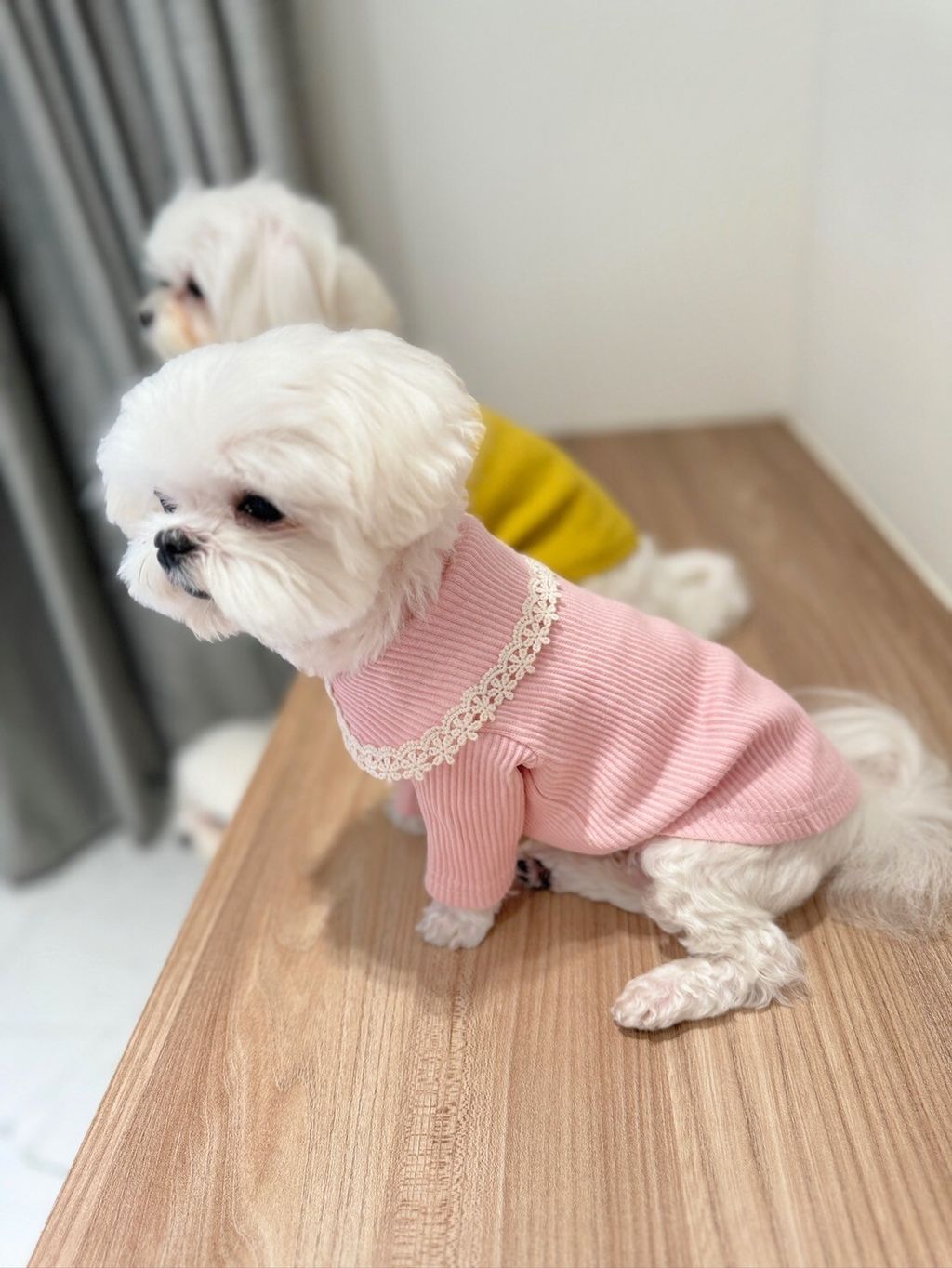 LINE_ALBUM_Grooming dog_240216_75