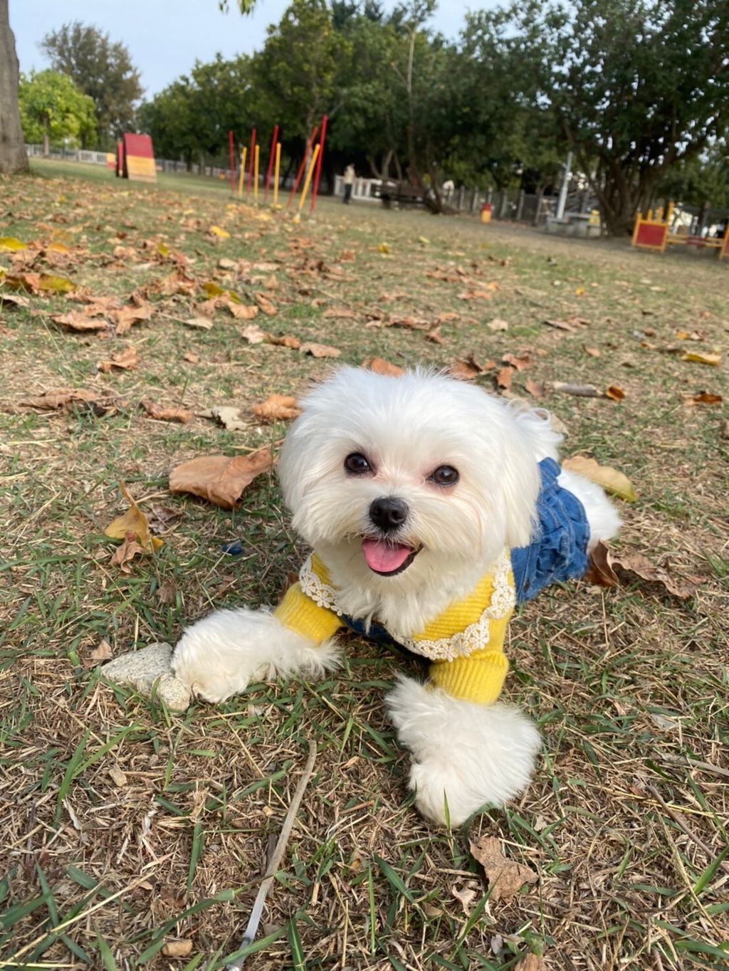 LINE_ALBUM_Grooming dog_240216_88