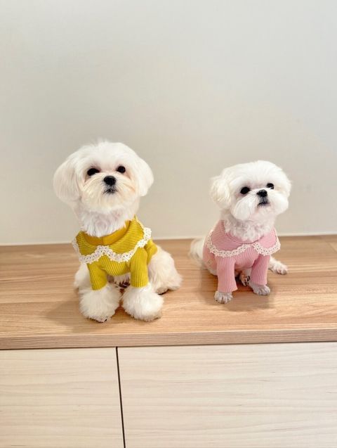 LINE_ALBUM_Grooming dog_240216_72