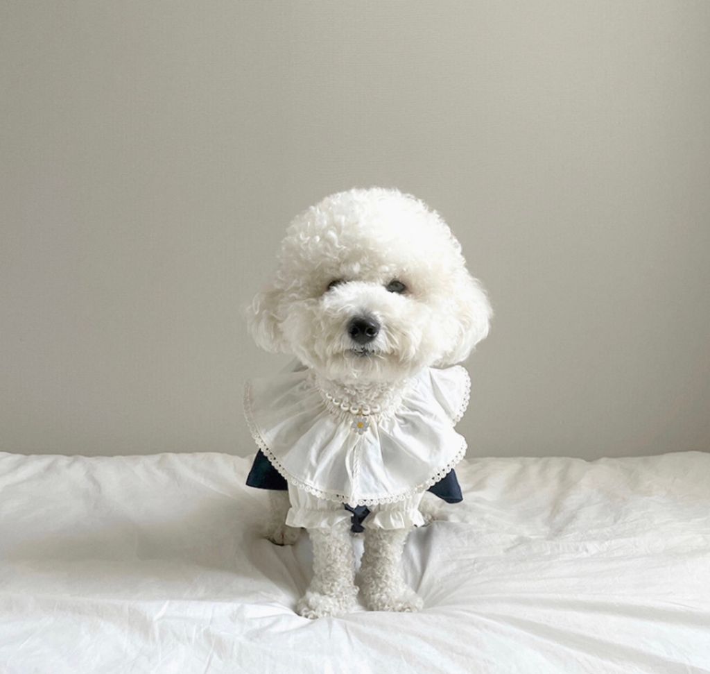 LINE_ALBUM_Grooming dog_240216_17