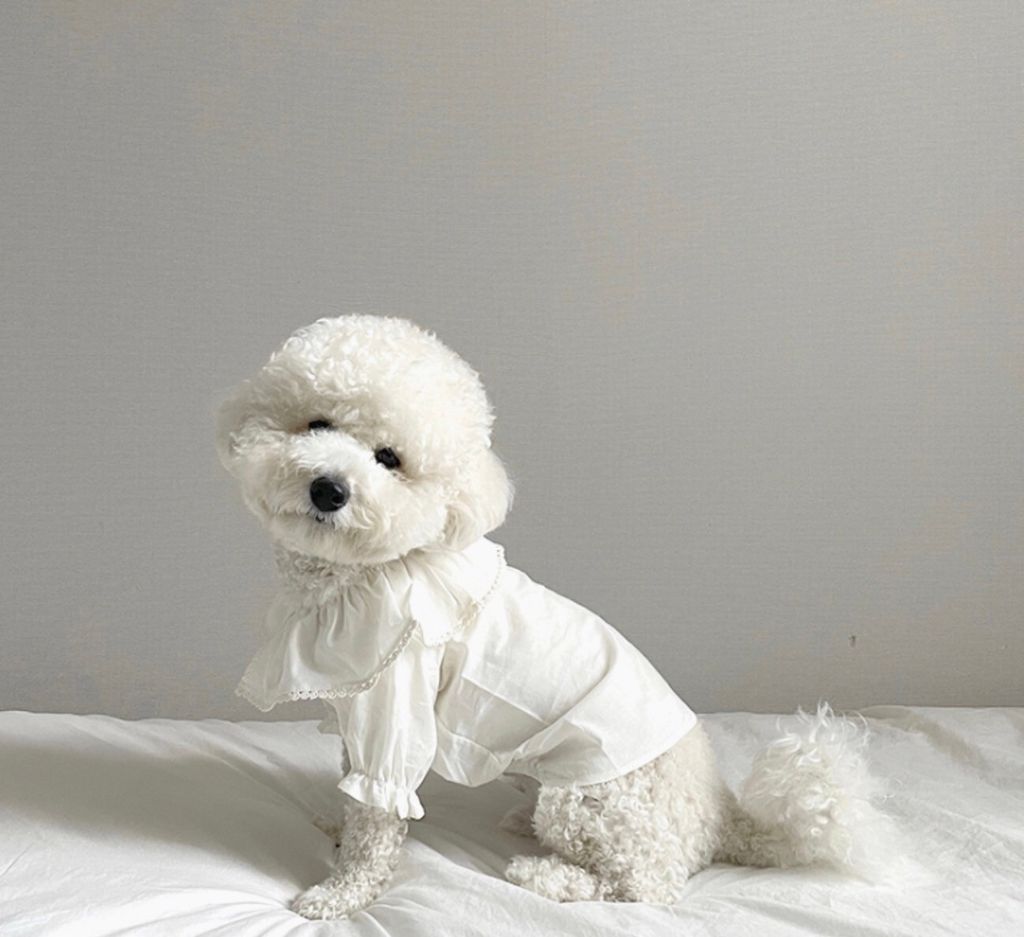 LINE_ALBUM_Grooming dog_240216_15