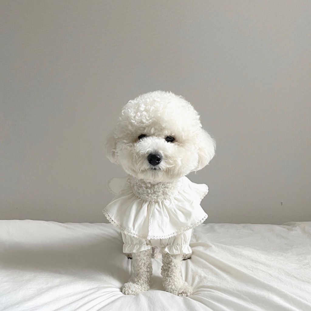 LINE_ALBUM_Grooming dog_240216_14