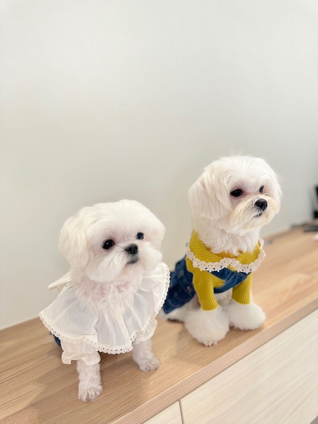 LINE_ALBUM_Grooming dog_240216_85