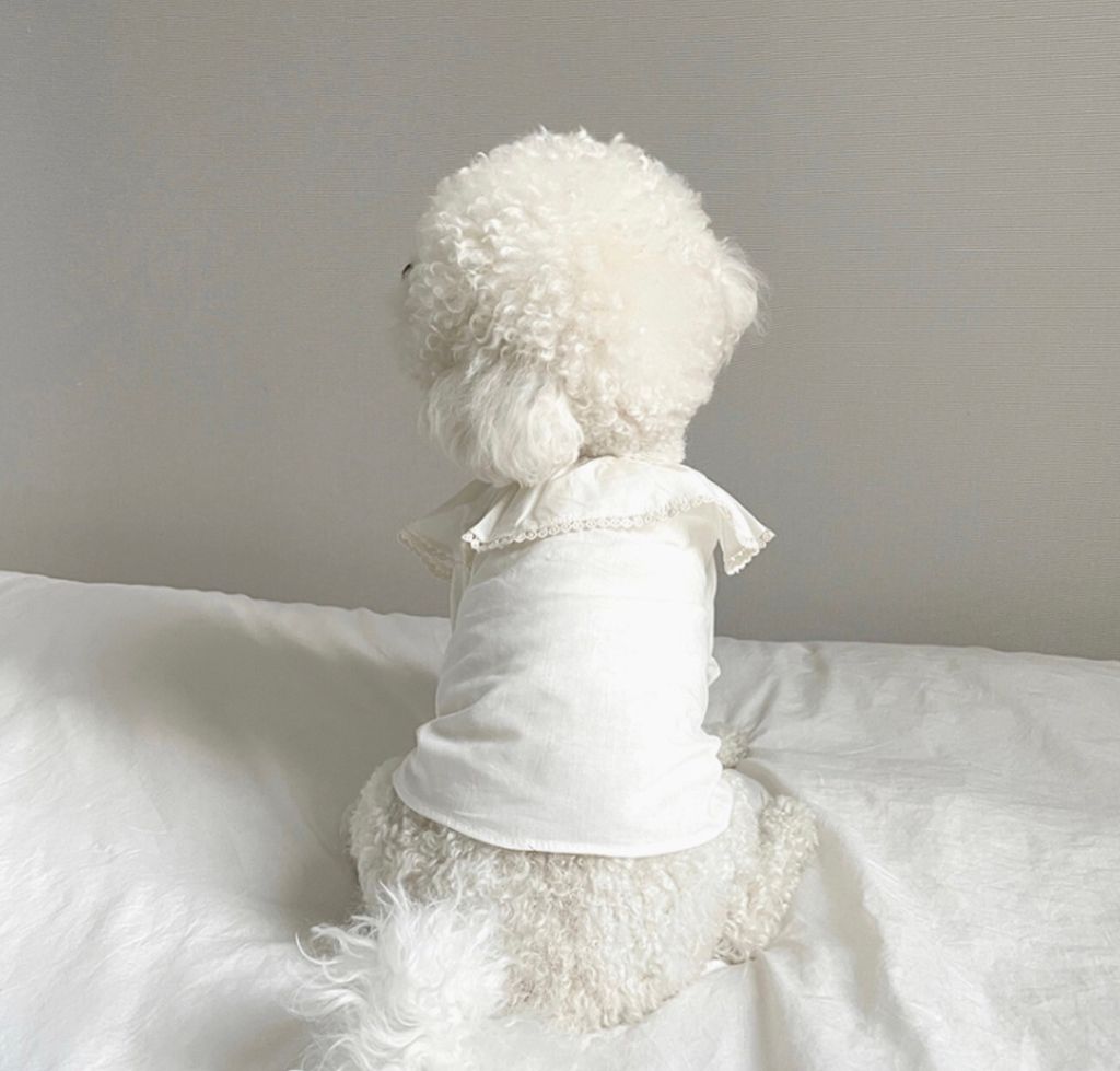 LINE_ALBUM_Grooming dog_240216_16