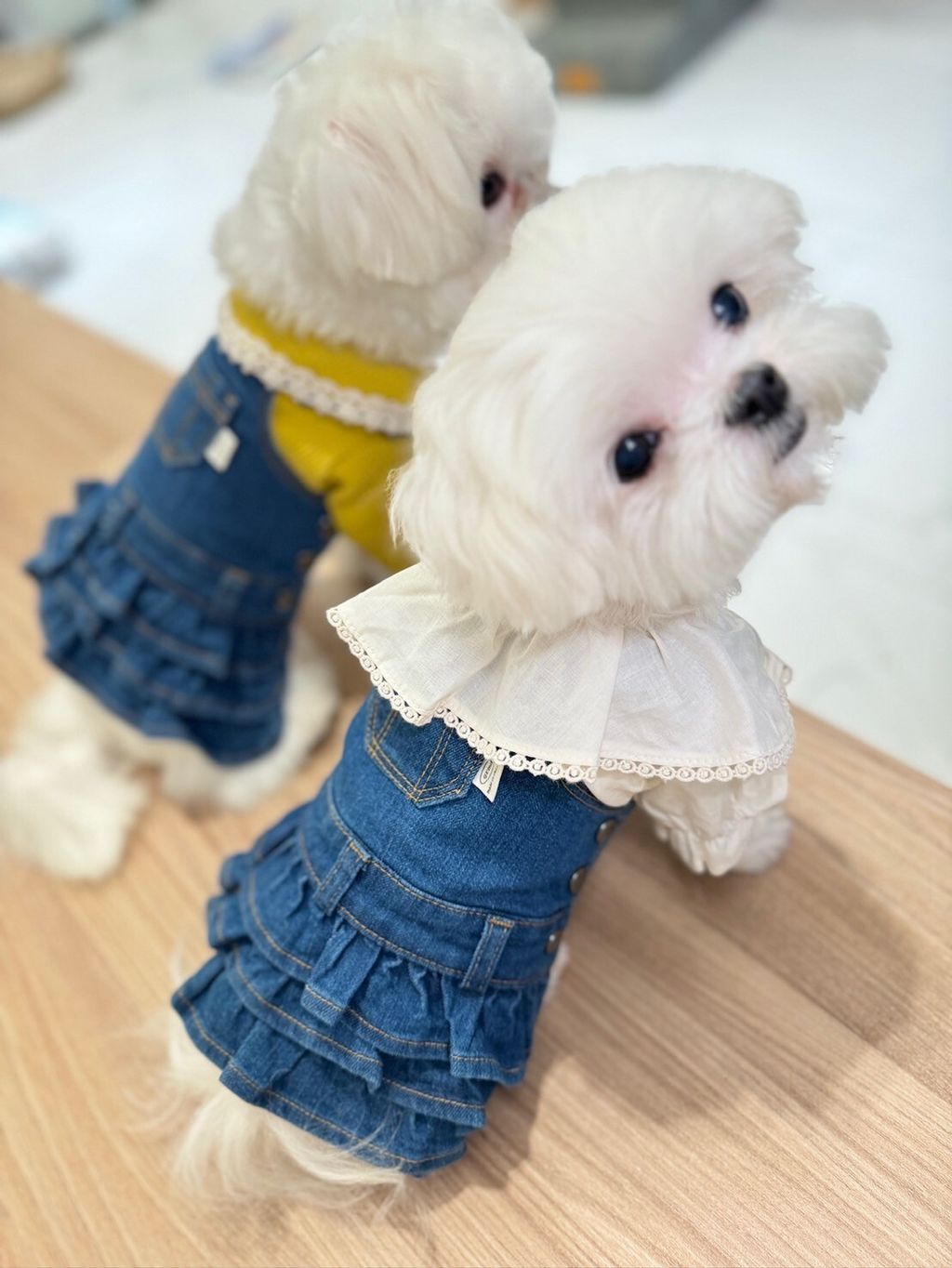 LINE_ALBUM_Grooming dog_240216_70