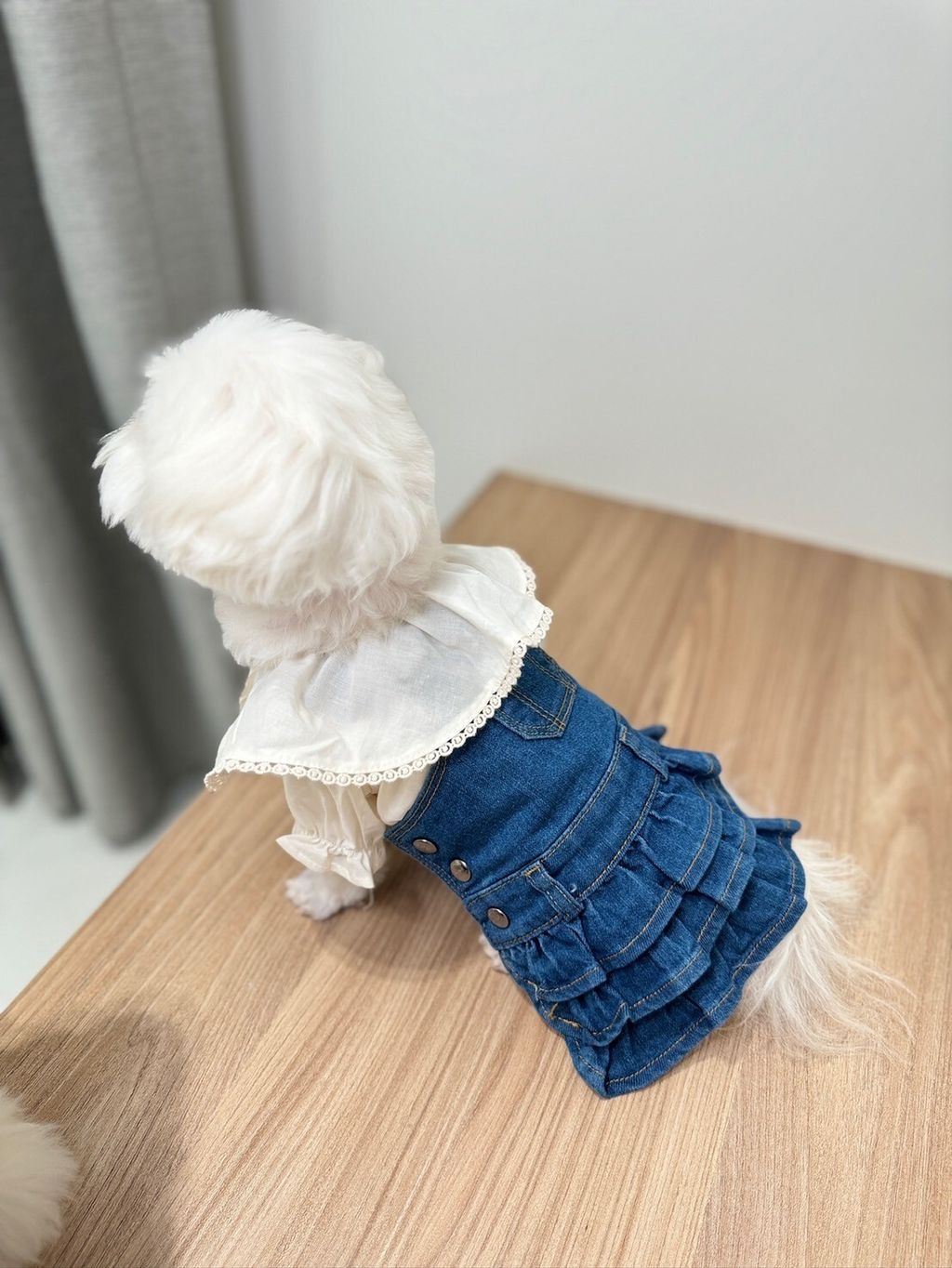 LINE_ALBUM_Grooming dog_240216_69