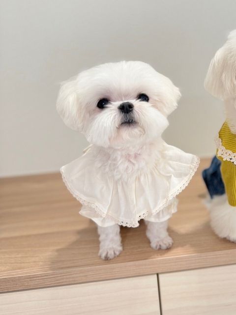 LINE_ALBUM_Grooming dog_240216_86