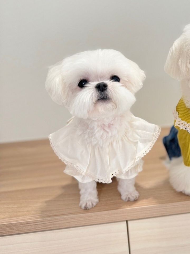 LINE_ALBUM_Grooming dog_240216_86