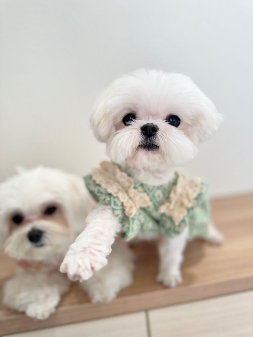 LINE_ALBUM_Grooming dog_240216_61
