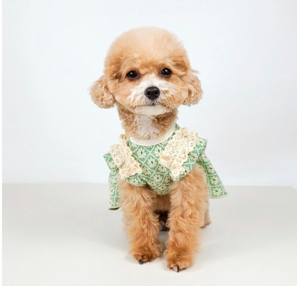 LINE_ALBUM_Grooming dog_240216_23