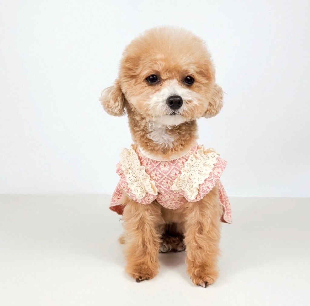 LINE_ALBUM_Grooming dog_240216_22