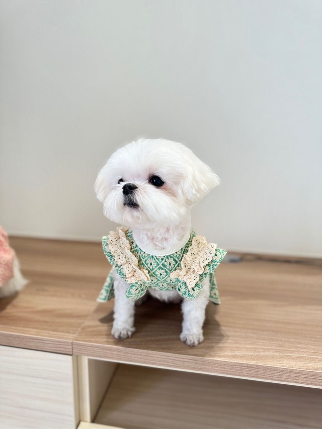 LINE_ALBUM_Grooming dog_240216_62
