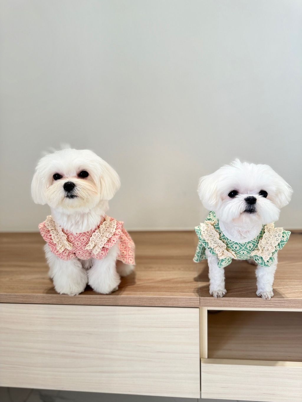 LINE_ALBUM_Grooming dog_240216_57