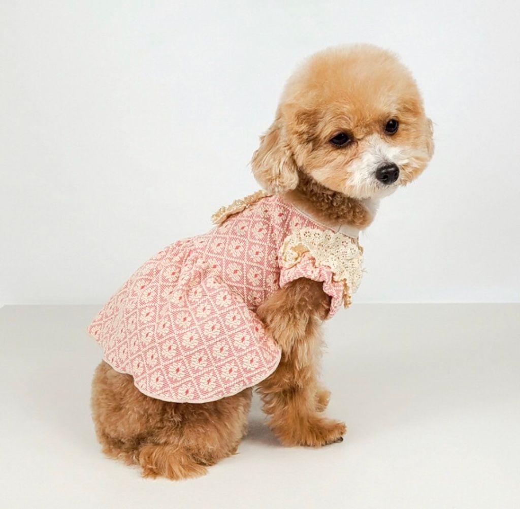 LINE_ALBUM_Grooming dog_240216_21