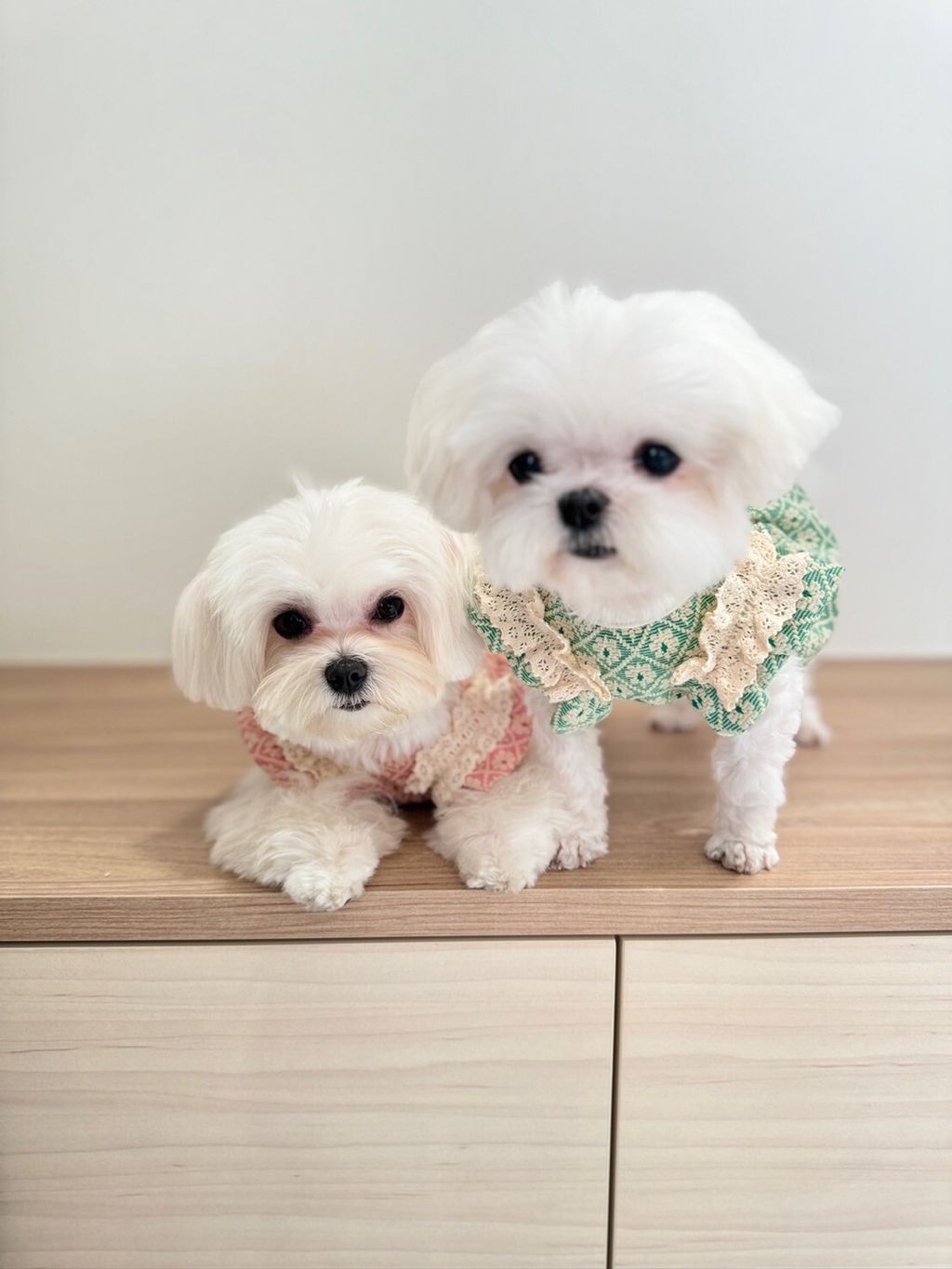 LINE_ALBUM_Grooming dog_240216_63