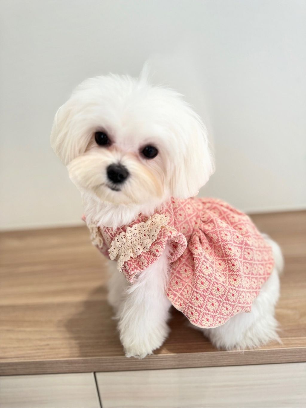 LINE_ALBUM_Grooming dog_240216_56