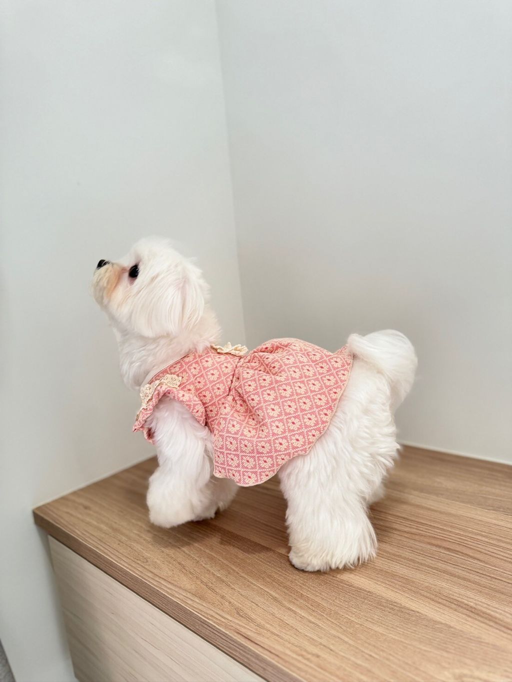 LINE_ALBUM_Grooming dog_240216_55