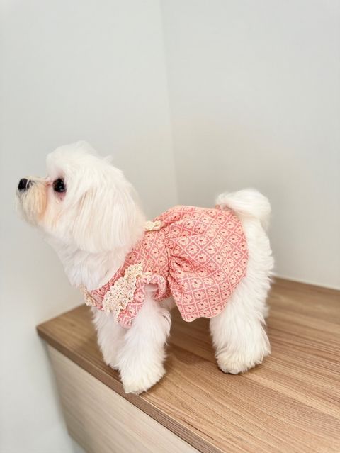 LINE_ALBUM_Grooming dog_240216_64