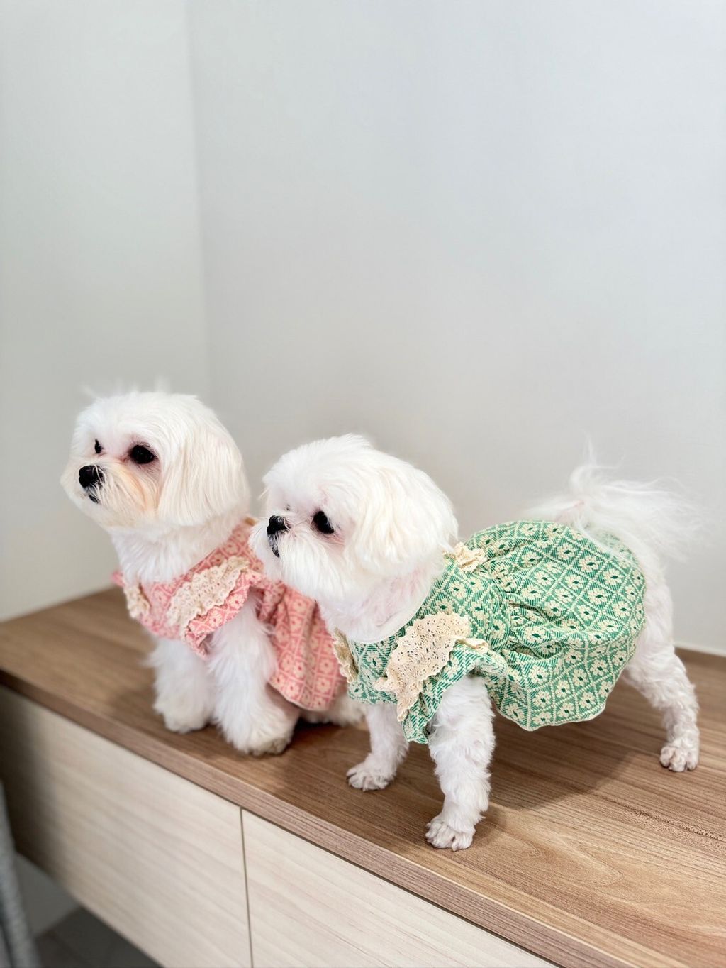 LINE_ALBUM_Grooming dog_240216_59