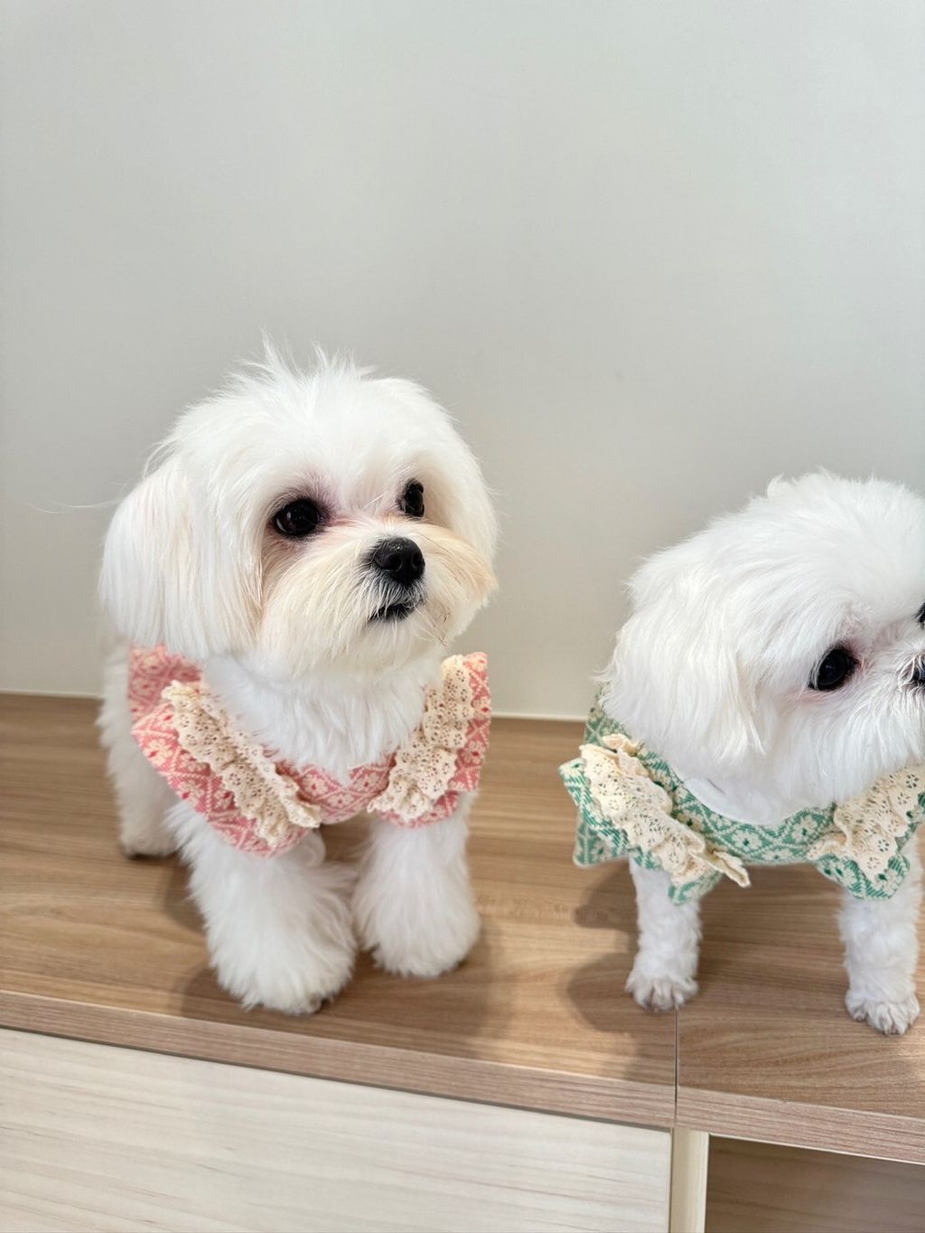 LINE_ALBUM_Grooming dog_240216_58