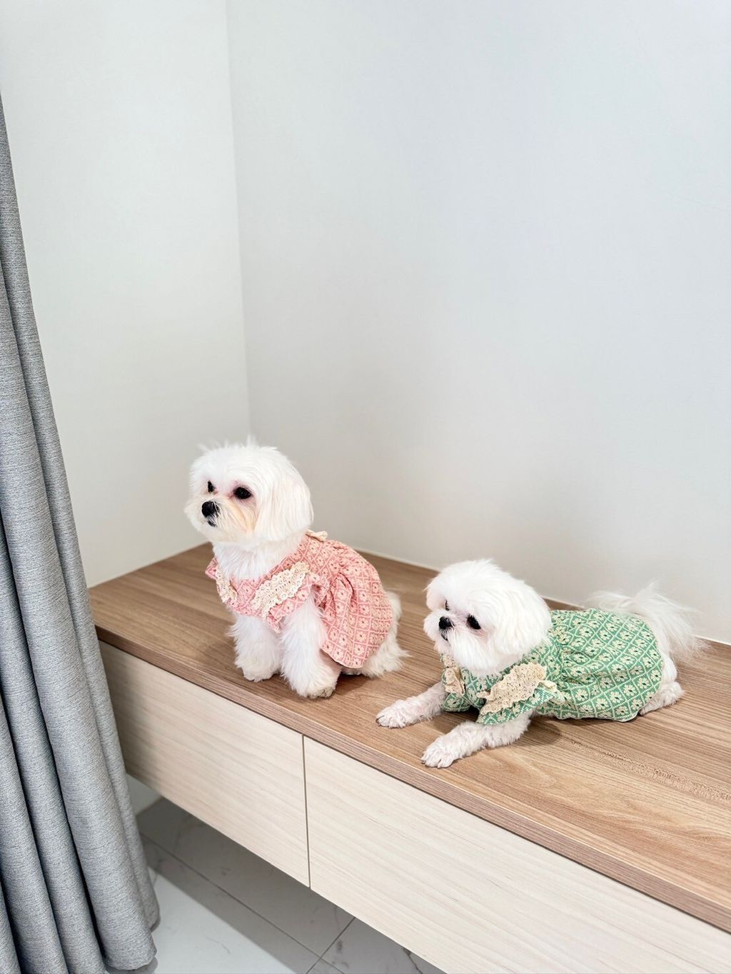 LINE_ALBUM_Grooming dog_240216_60