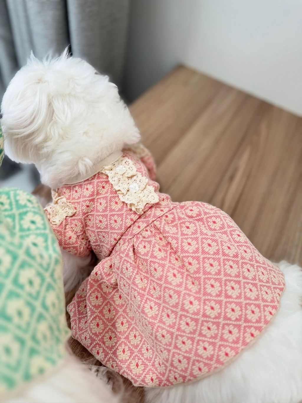LINE_ALBUM_Grooming dog_240216_53