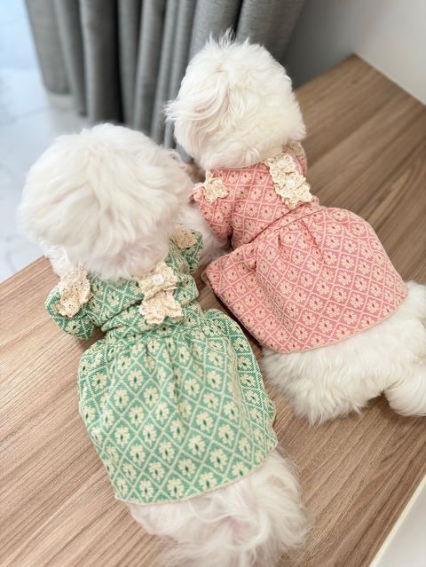 LINE_ALBUM_Grooming dog_240216_54