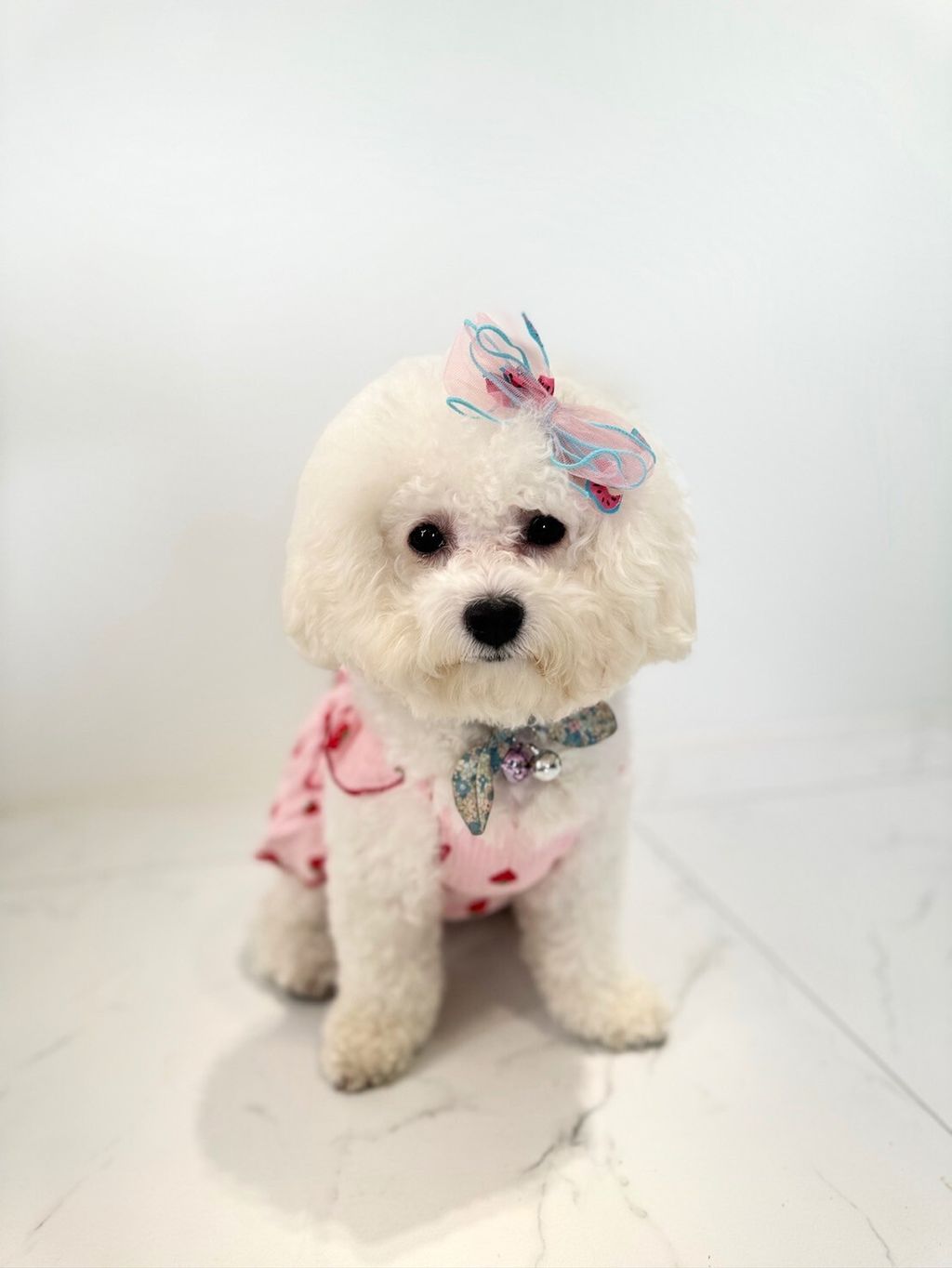 LINE_ALBUM_Grooming dog_240216_39