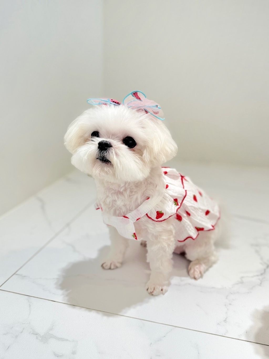 LINE_ALBUM_Grooming dog_240216_42