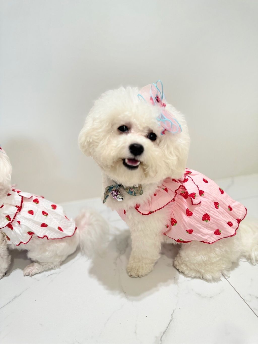 LINE_ALBUM_Grooming dog_240216_47