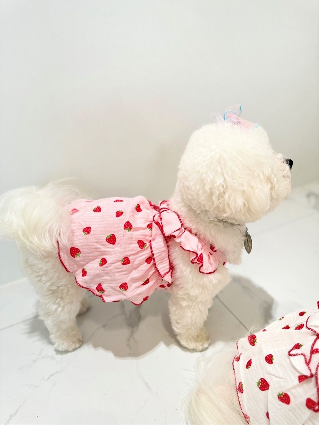 LINE_ALBUM_Grooming dog_240216_43