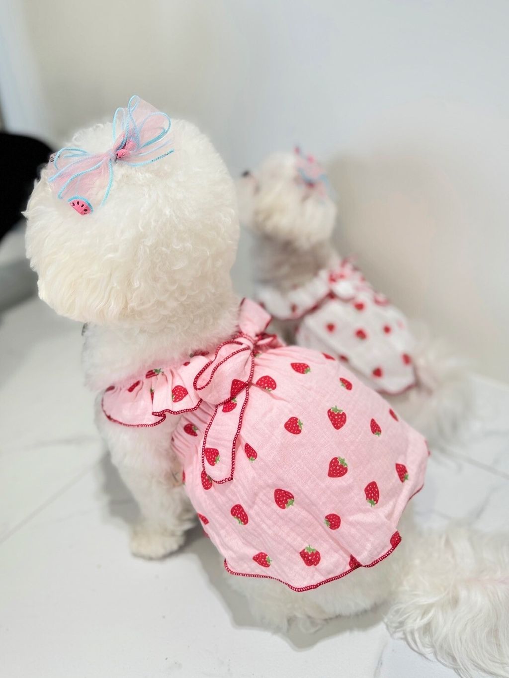 LINE_ALBUM_Grooming dog_240216_41