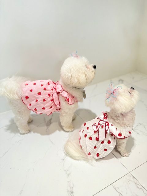 LINE_ALBUM_Grooming dog_240216_44