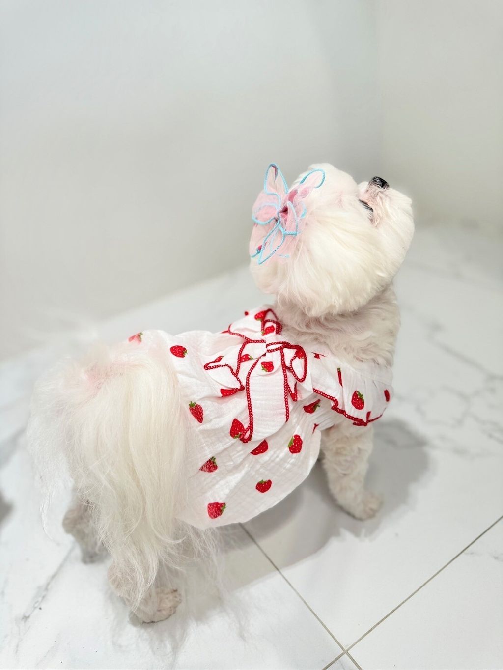 LINE_ALBUM_Grooming dog_240216_45