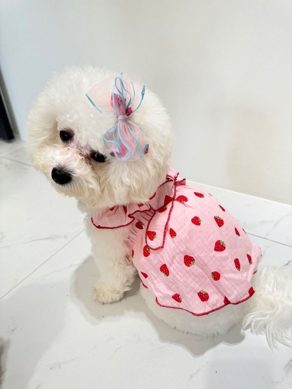 LINE_ALBUM_Grooming dog_240216_40