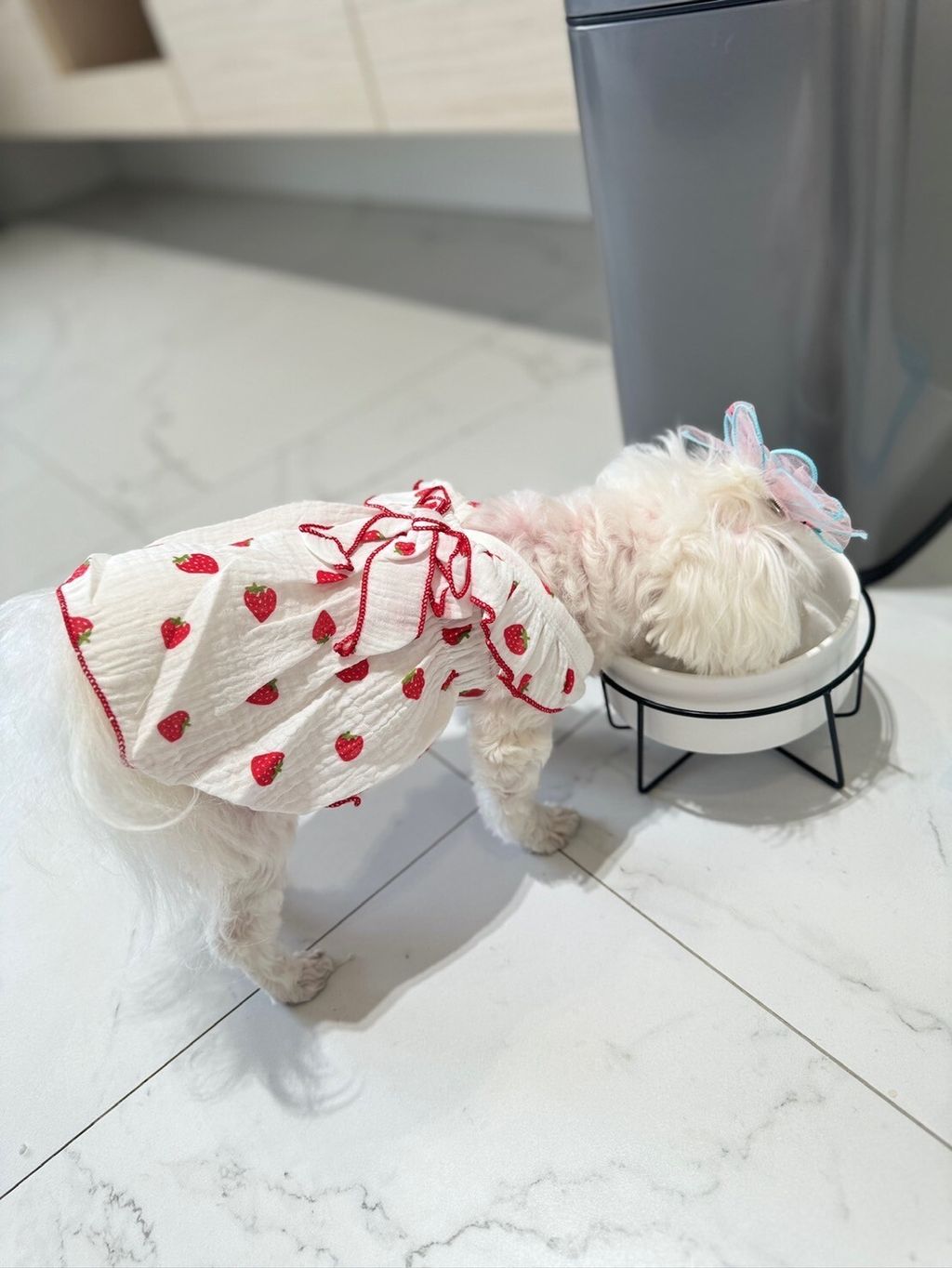 LINE_ALBUM_Grooming dog_240216_35