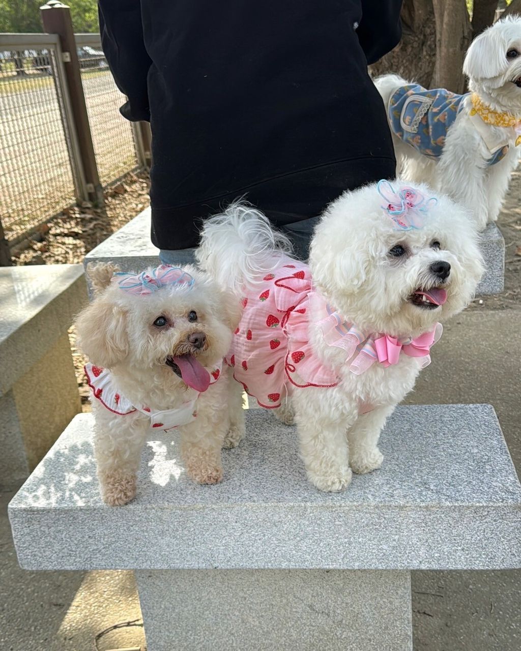 LINE_ALBUM_Grooming dog_240216_48