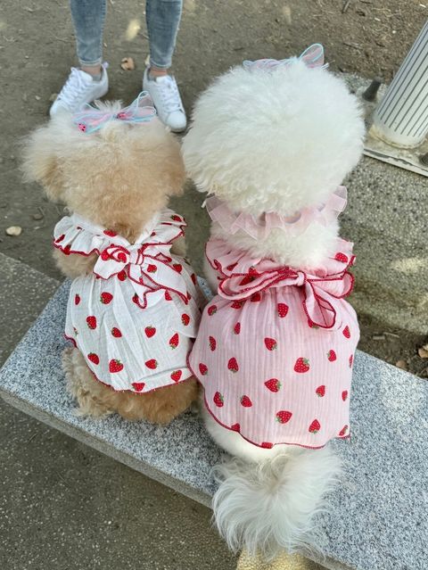 LINE_ALBUM_Grooming dog_240216_37