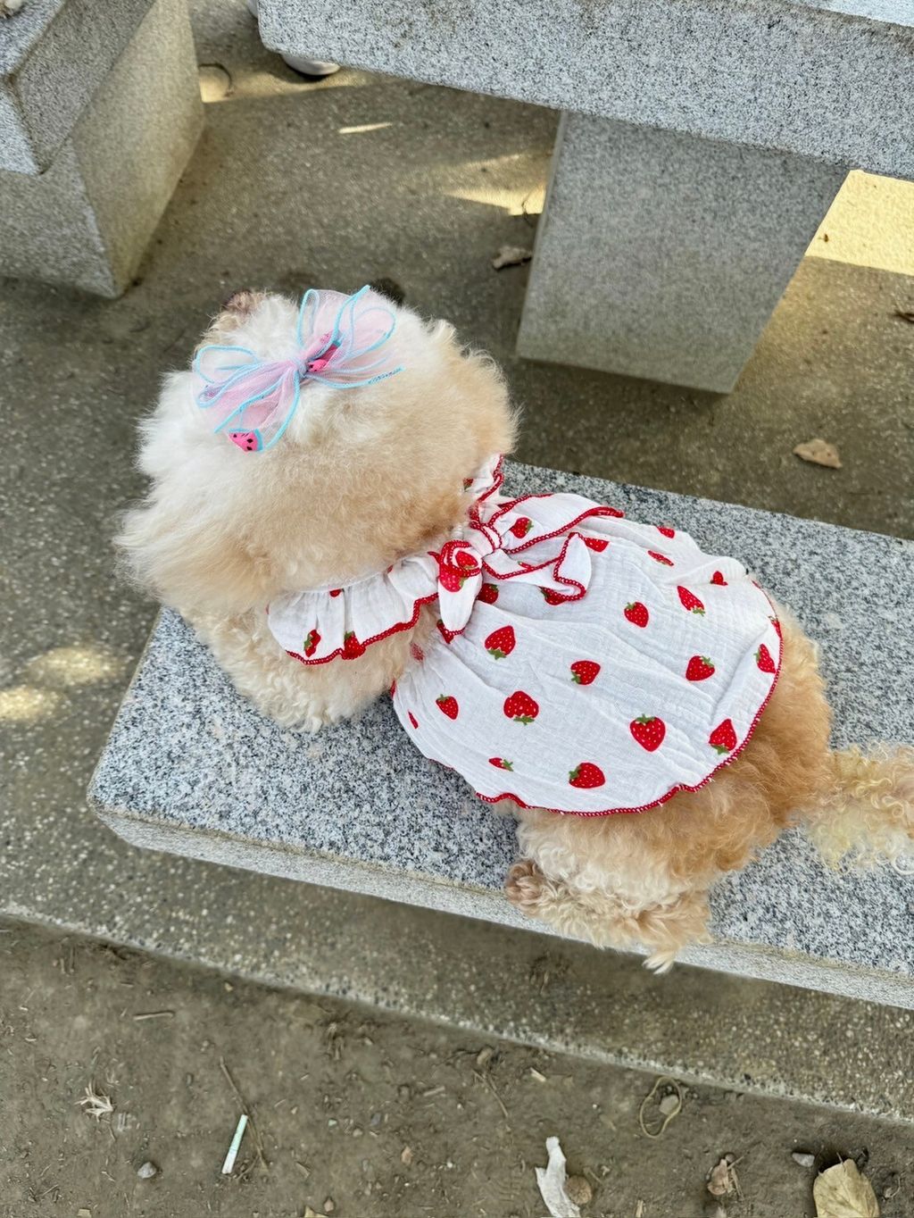 LINE_ALBUM_Grooming dog_240216_36