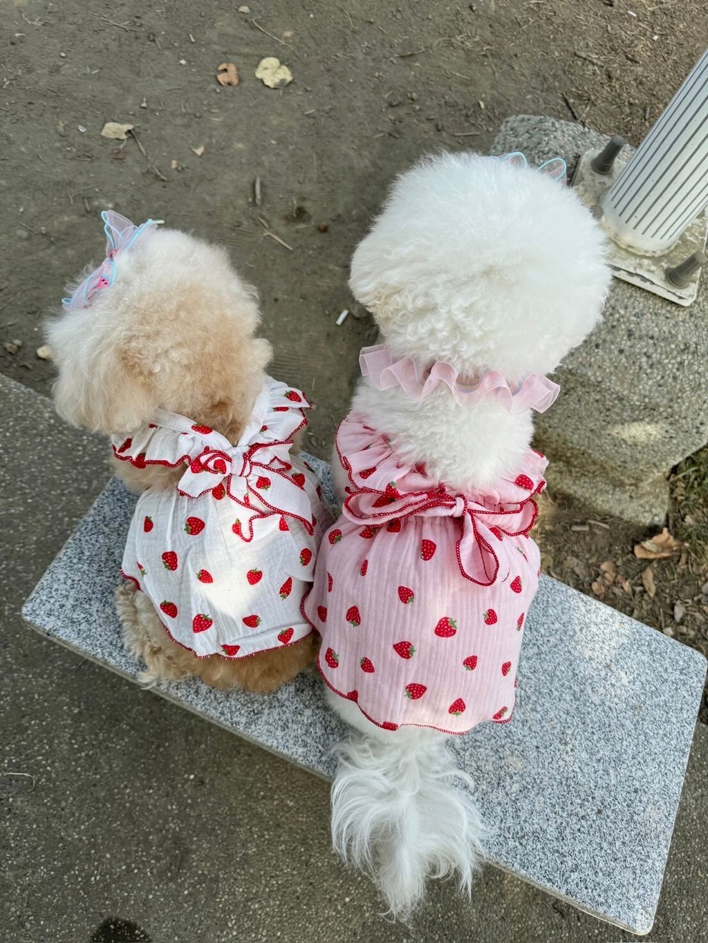 LINE_ALBUM_Grooming dog_240216_38