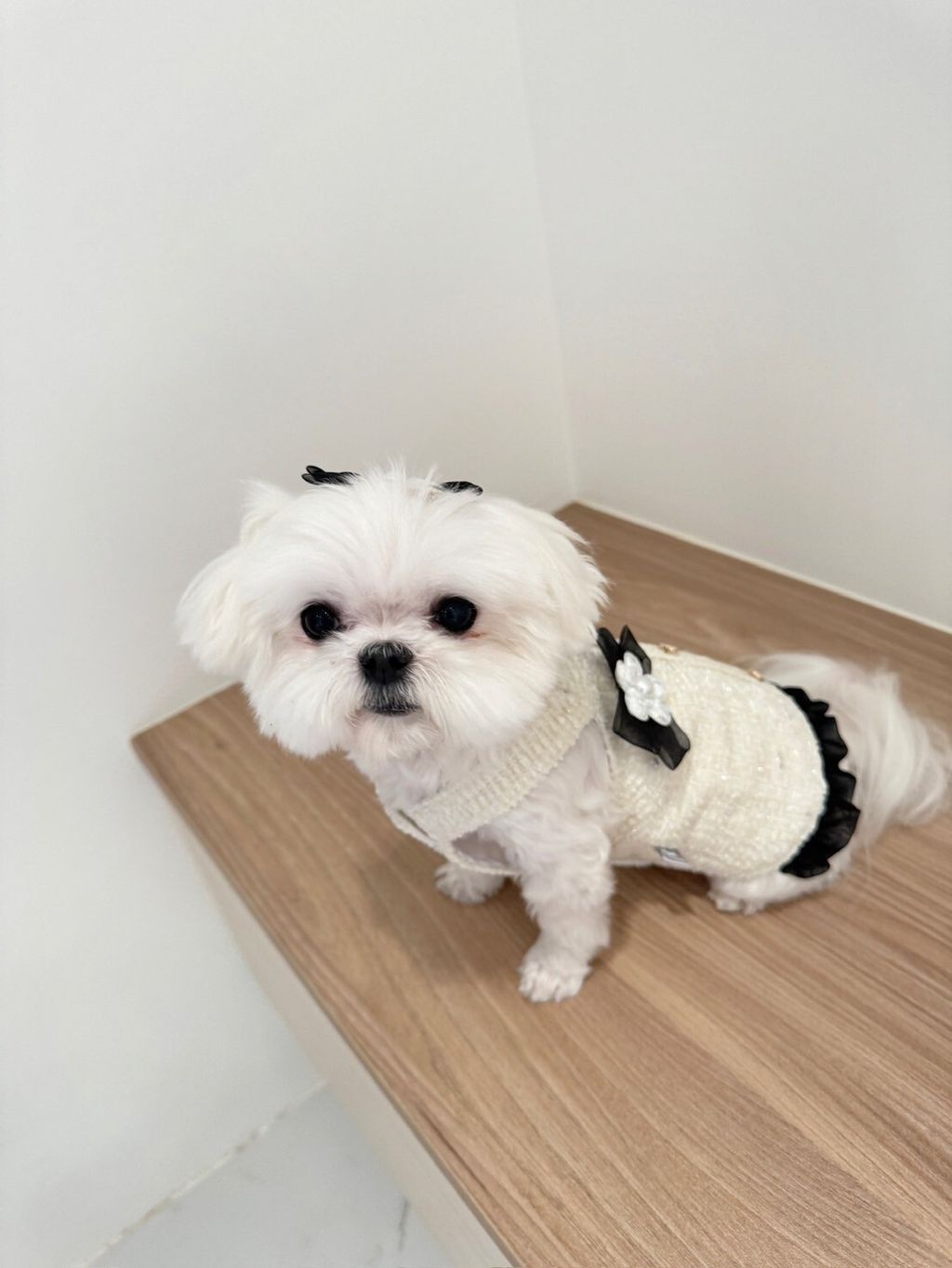 LINE_ALBUM_Itsdog 一般_240216_51