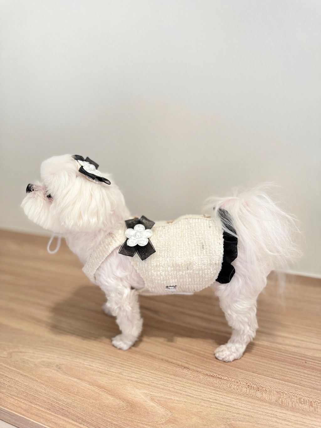LINE_ALBUM_Itsdog 一般_240216_46