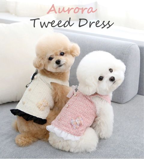 LINE_ALBUM_Itsdog 一般_240216_11