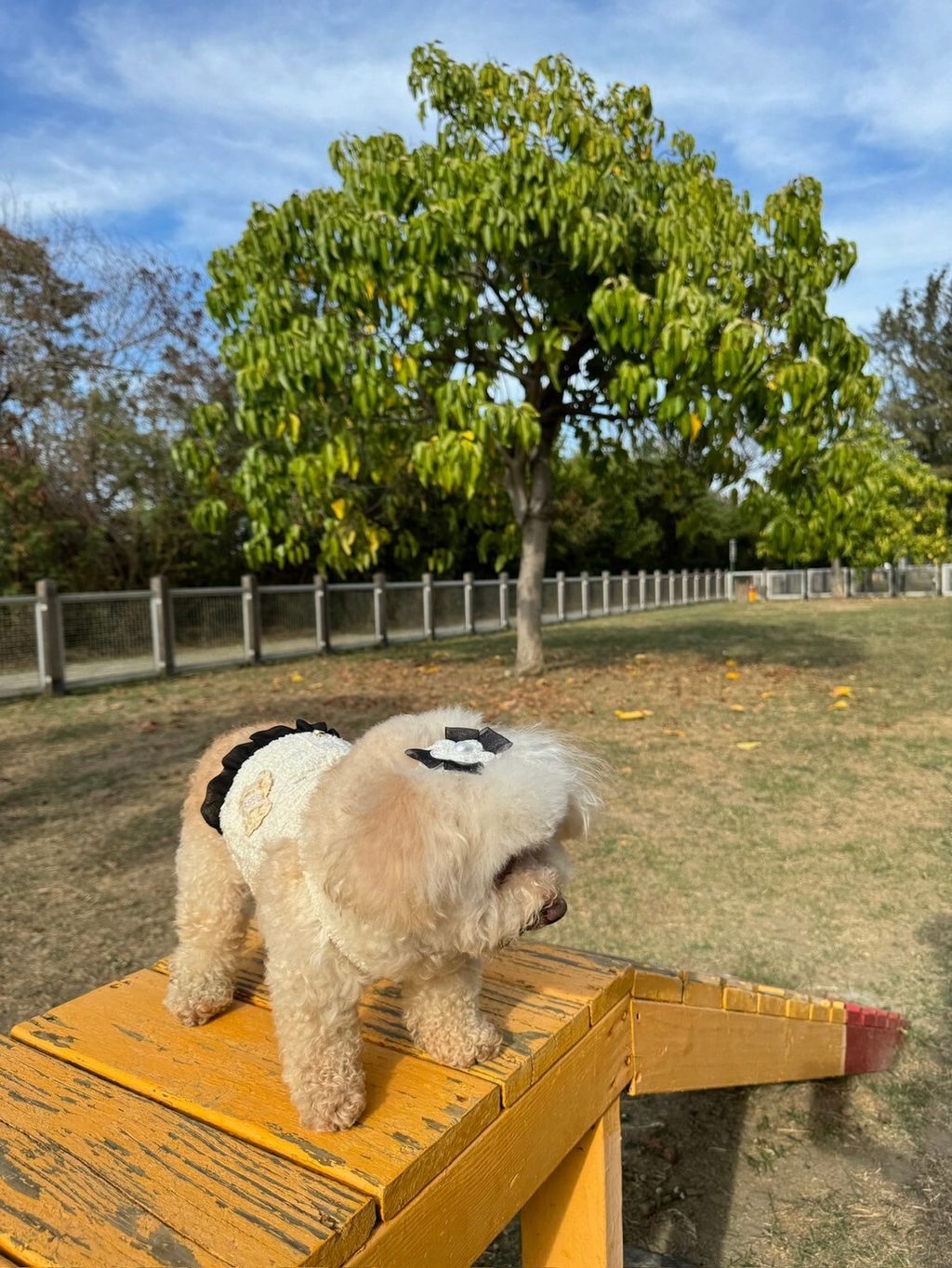 LINE_ALBUM_Itsdog 一般_240216_45