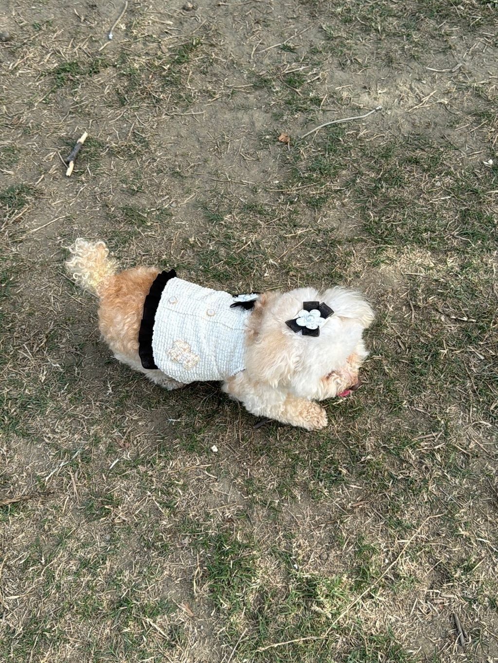 LINE_ALBUM_Itsdog 一般_240216_43