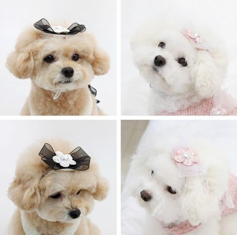LINE_ALBUM_Itsdog 一般_240216_21
