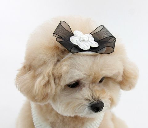 LINE_ALBUM_Itsdog 一般_240216_26