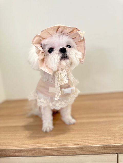 LINE_ALBUM_Itsdog 一般_240216_36