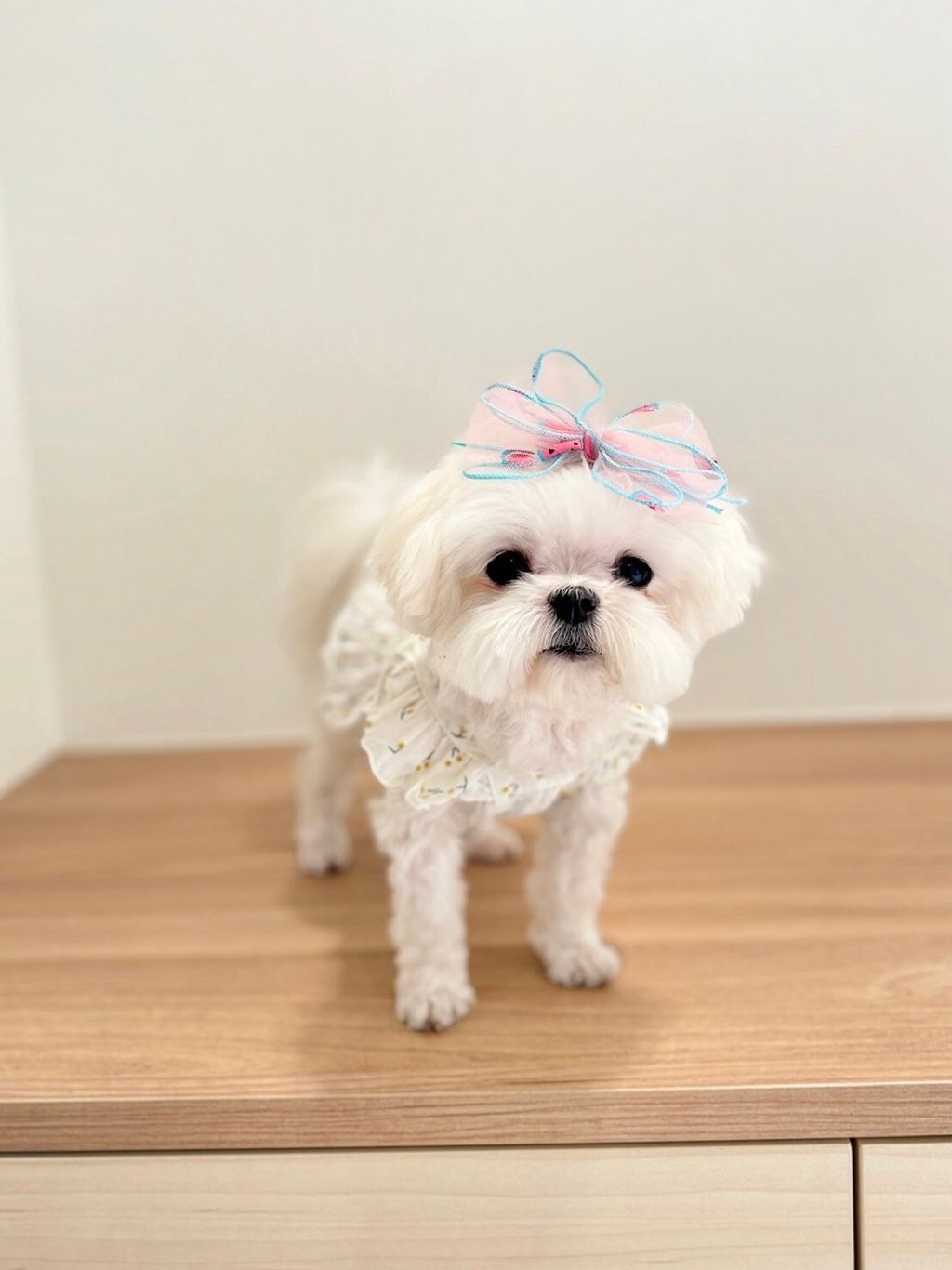 LINE_ALBUM_Honneydog_240216_13