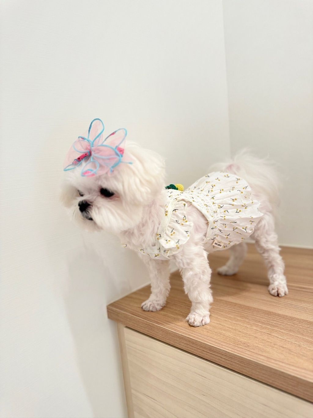 LINE_ALBUM_Honneydog_240216_16